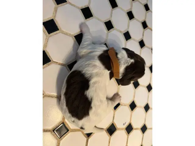 7 English Springer Spaniel puppies for sale - 5/8