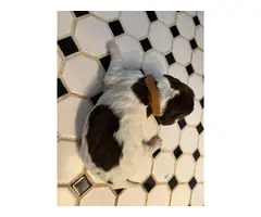 7 English Springer Spaniel puppies for sale - 5