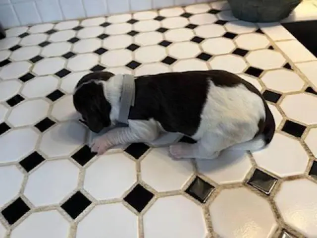 7 English Springer Spaniel puppies for sale - 6/8