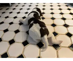 7 English Springer Spaniel puppies for sale - 8