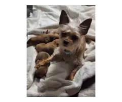 3 Shici puppies looking for a loving home - 4