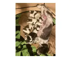 4 Shih Tzu puppies for sale - 11