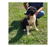 Black and white male Australian Shepherd puppy for sale
