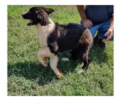 Black and white male Australian Shepherd puppy for sale - 3