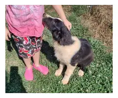 Black and white male Australian Shepherd puppy for sale - 4