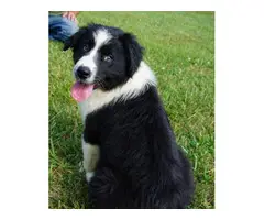 Black and white male Australian Shepherd puppy for sale - 5