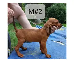 5 Redbone Coonhound puppies for sale