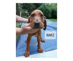 5 Redbone Coonhound puppies for sale - 2