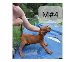 5 Redbone Coonhound puppies for sale - 3