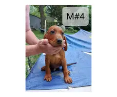 5 Redbone Coonhound puppies for sale - 4