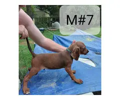 5 Redbone Coonhound puppies for sale - 5
