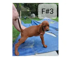 5 Redbone Coonhound puppies for sale - 7
