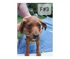 5 Redbone Coonhound puppies for sale - 8