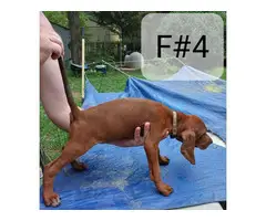 5 Redbone Coonhound puppies for sale - 9