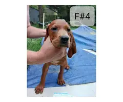 5 Redbone Coonhound puppies for sale - 10