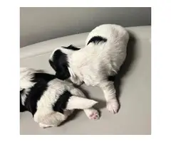 Purebred male and female ShihTzu puppy