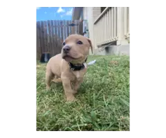 American pitbull terrier puppies - 6