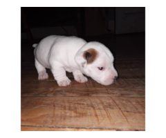 8 Jack Russell Terrier Puppies for Sale