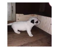 8 Jack Russell Terrier Puppies for Sale - 2