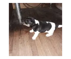 8 Jack Russell Terrier Puppies for Sale - 3