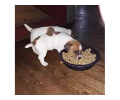 8 Jack Russell Terrier Puppies for Sale - 4