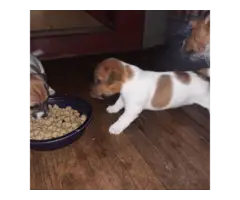 8 Jack Russell Terrier Puppies for Sale - 5