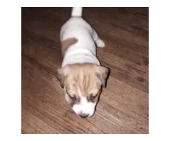 8 Jack Russell Terrier Puppies for Sale - 7