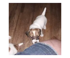 8 Jack Russell Terrier Puppies for Sale - 8