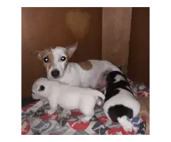8 Jack Russell Terrier Puppies for Sale - 9
