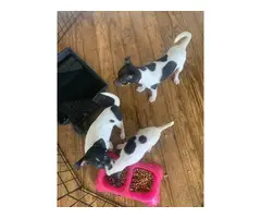 3 deer head chihuahua  puppies for sale - 2