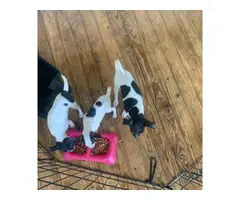 3 deer head chihuahua  puppies for sale - 3