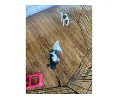 3 deer head chihuahua  puppies for sale - 5