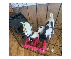 3 deer head chihuahua  puppies for sale - 6