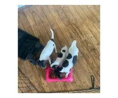3 deer head chihuahua  puppies for sale - 7