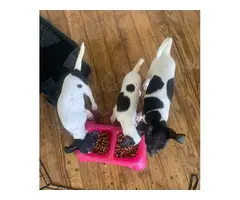 3 deer head chihuahua  puppies for sale - 8