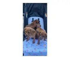 Male and female weenier dog  puppies