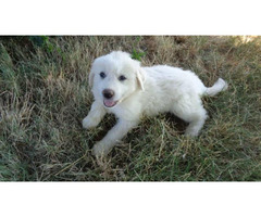 10 Great Pyrenees puppies for adoption