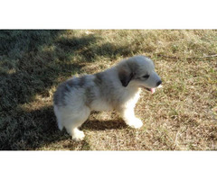 10 Great Pyrenees puppies for adoption