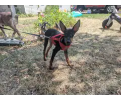 2 Manchester terrier male puppies for adoption