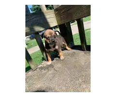 6 weeks old Full Blooded Pitbull Terriers for sale - 2