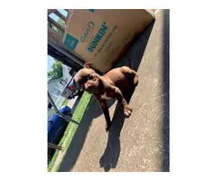 6 weeks old Full Blooded Pitbull Terriers for sale - 8