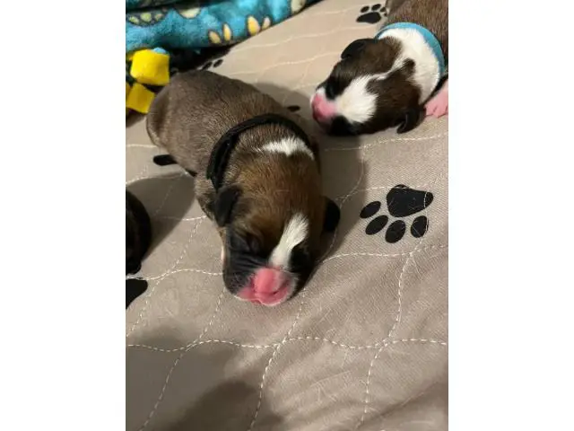 Boxer pit puppies - 3/7