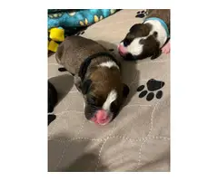 Boxer pit puppies - 3