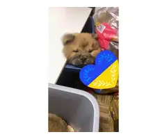 3 male Chow Chow puppies for sale - 2