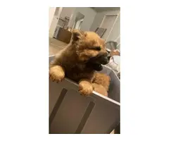 3 male Chow Chow puppies for sale - 3