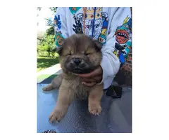 3 male Chow Chow puppies for sale - 4
