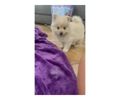 2 Pomeranian puppies for sale