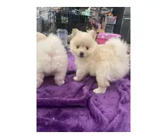 2 Pomeranian puppies for sale