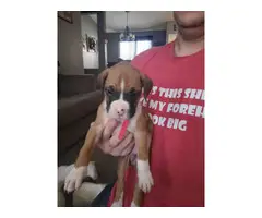 9 fullblood boxer puppies for sale - 2