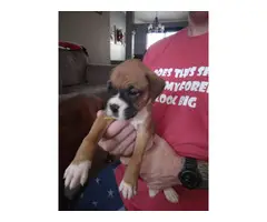 9 fullblood boxer puppies for sale - 3